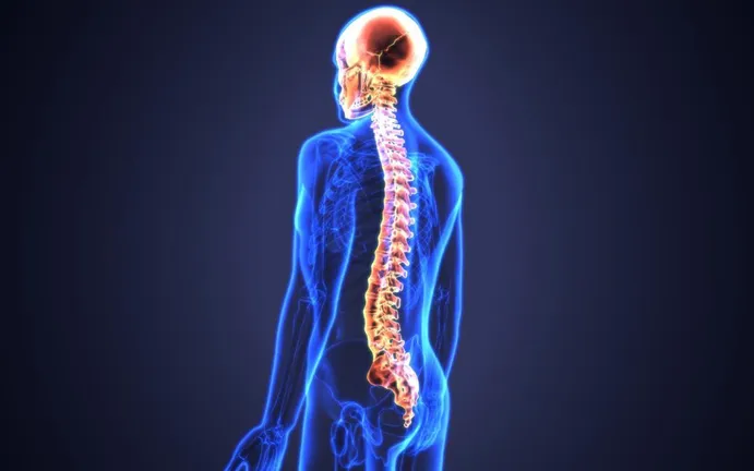 Spine