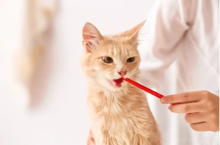 Cat Toothbrush
