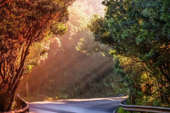 Trees with winding road