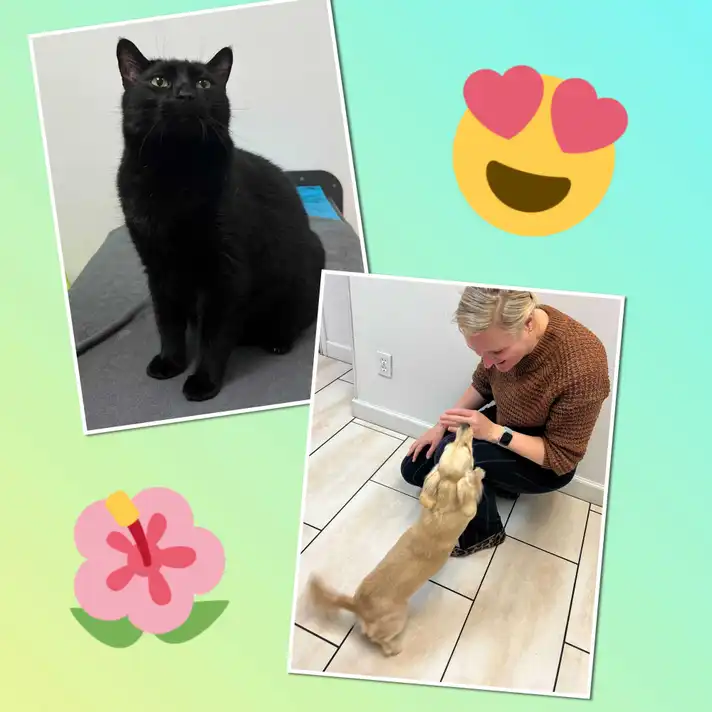 This image is a collage of a cat and dachshund with Dr. Deaver, the veterinarian.