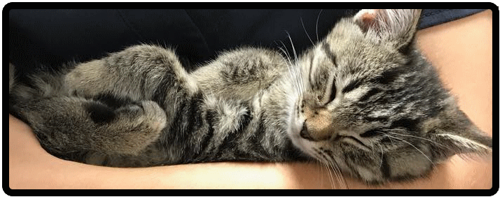 Link to Feline Adult Wellness Info