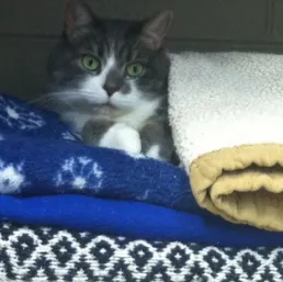 Skeeter under blanket