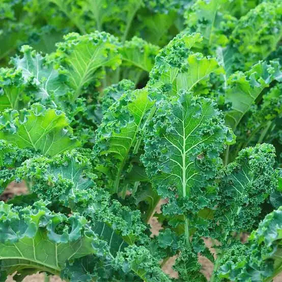 Green, leafy kale plants