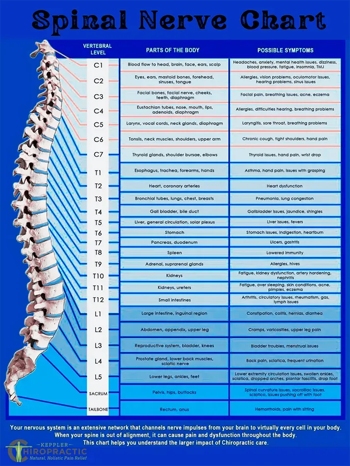 spinal nerve chart