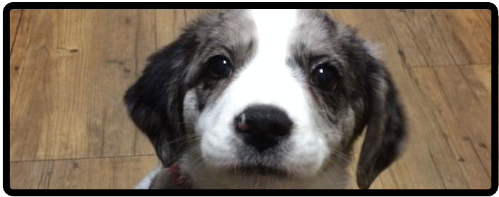 Link to Canine Wellness Info