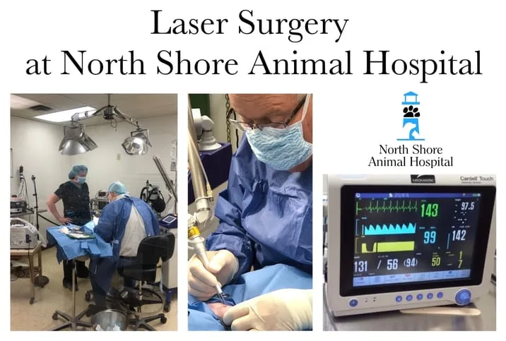 North Shore Animal Hospital Laser Surgery