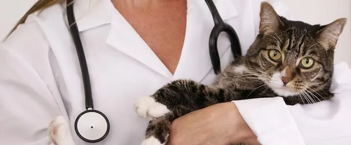 woman veterinarian holding a cat