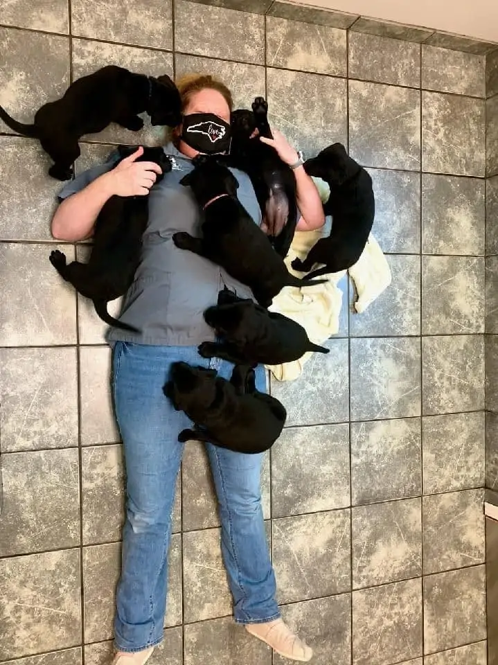 amy and puppies