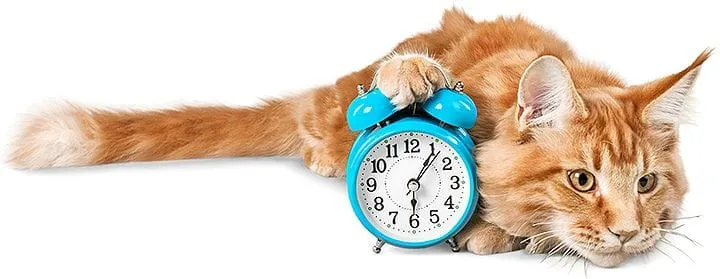 Schedule your cat veterinary appointment now!