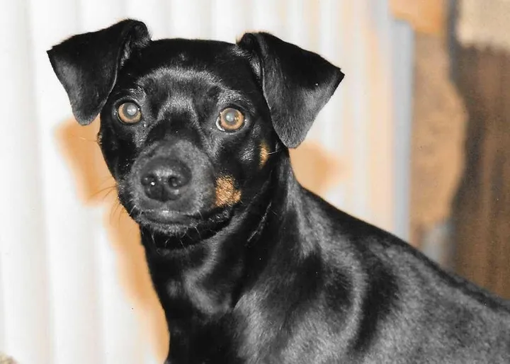 miniature pinscher