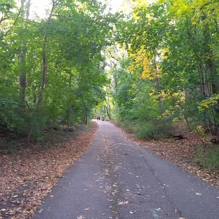 path through trees