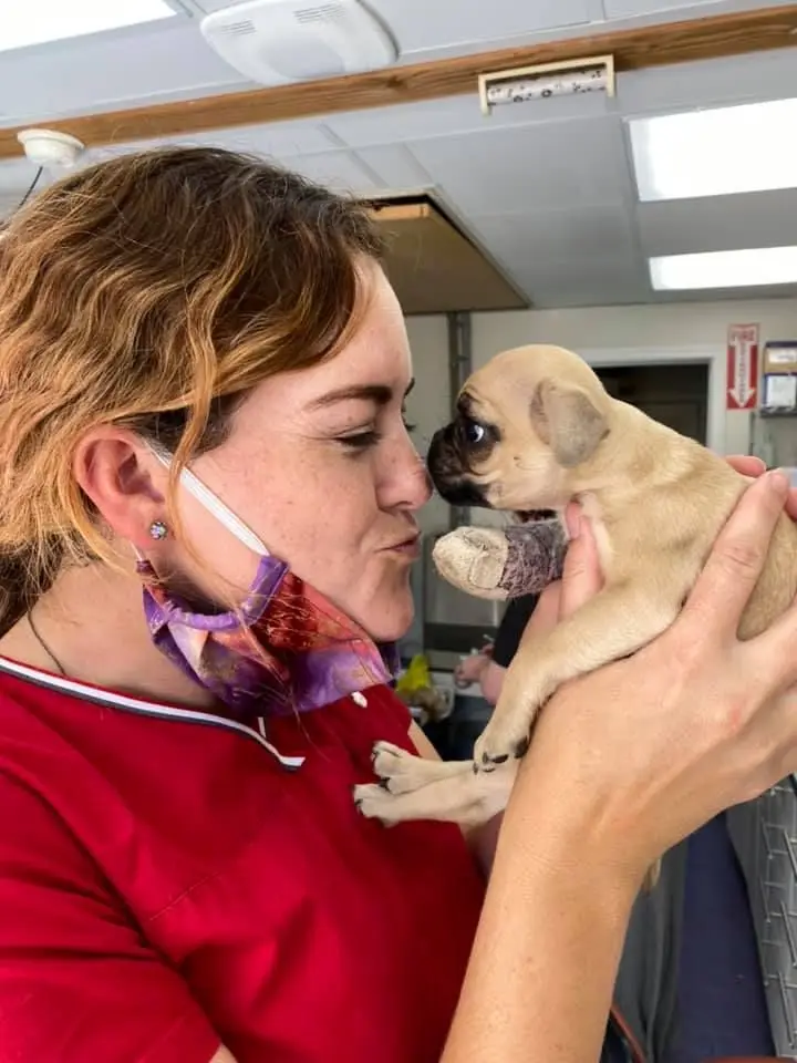 allieandpuppy