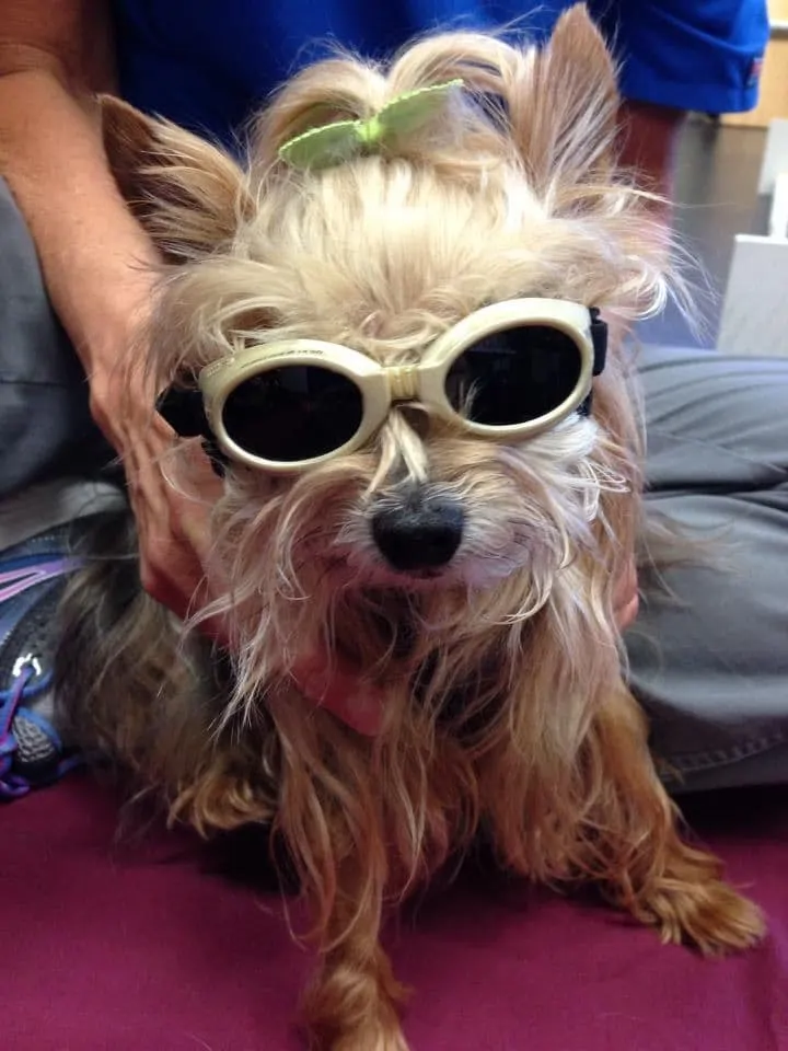 Laser therapy for dogs_Lexi