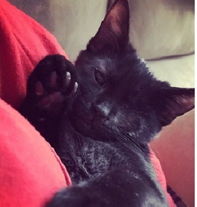 palmetto veterinary medicine surgery veterinarian in mcconnells sc kiki