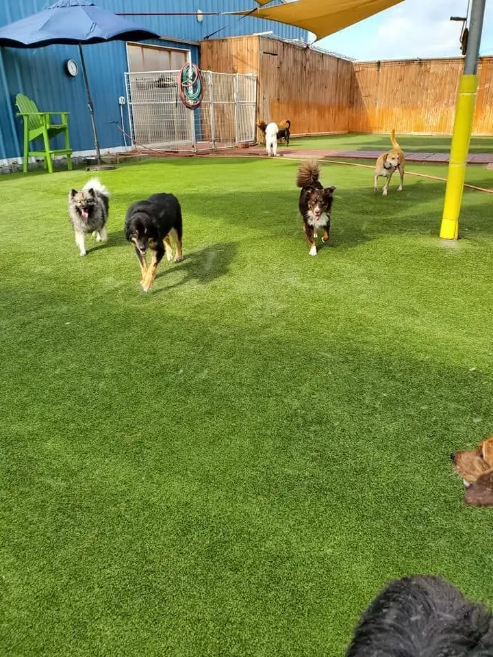 Multiple dogs running in the yard