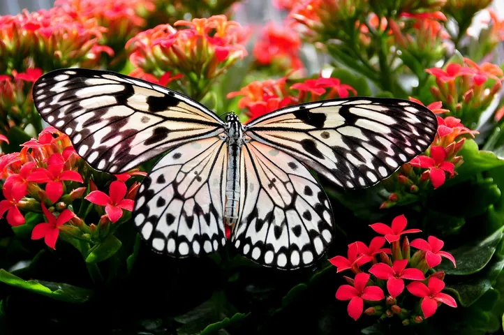 butterfly on flowers