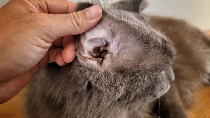 Cat Ear Infection