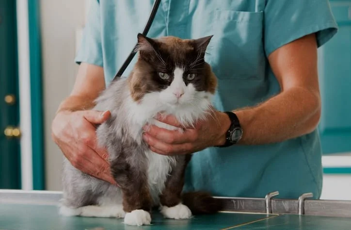cat being examined by veterinarian