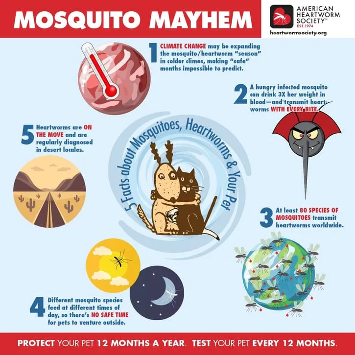 mosquito mayhem