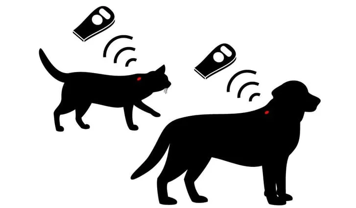 Microchipping for Cats and Dogs