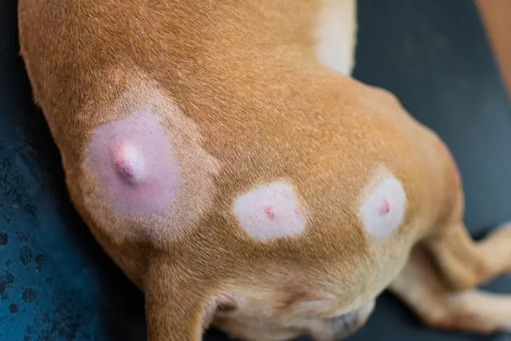 Dog Tumor