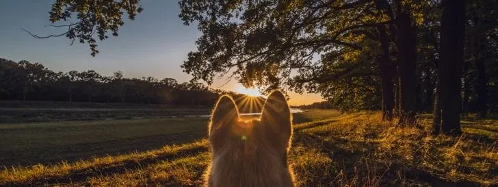 dog looking at field and sunset