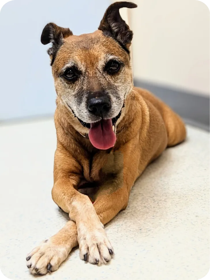 Senior Dog