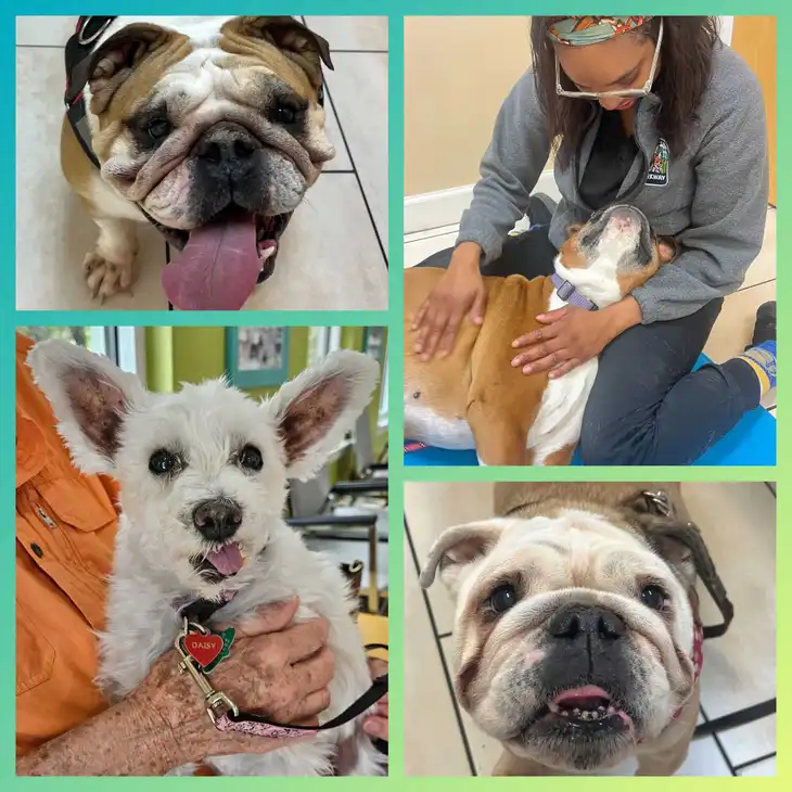 This is a collage of four dogs, one of which is being petted by a veterinary technician.