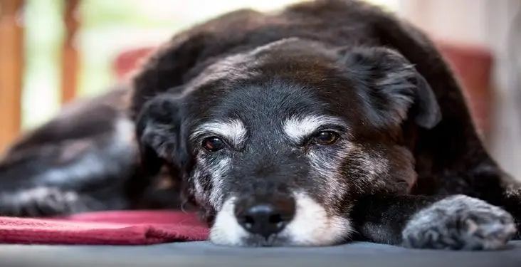 a dog with bronchitis