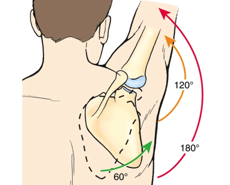 Scapulohumeral rhythm