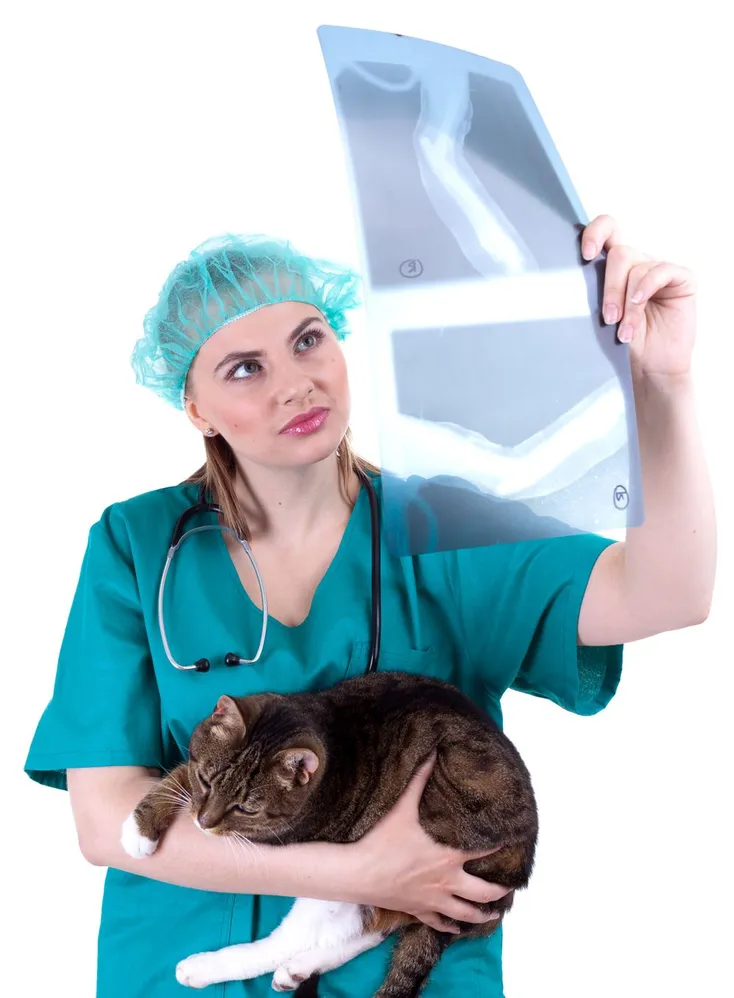 The Importance of Veterinary X-Rays in Emergency Pet Hospitals