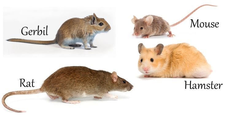 mouse rat hamster
