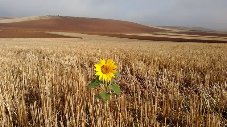 sunflower