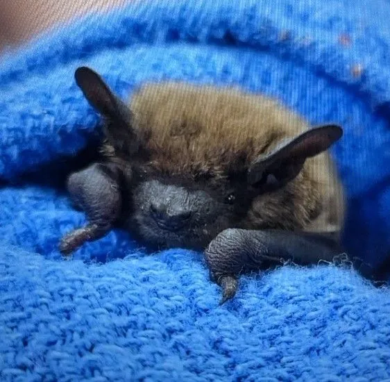 Evening bat
