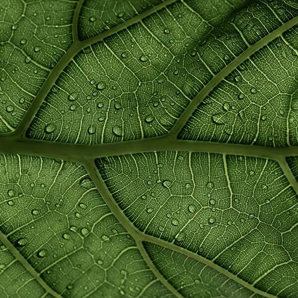 close up leaf