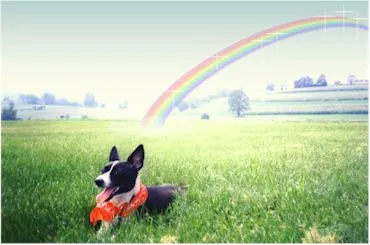 Panda_20at_20Rainbow_20Bridge.jpg