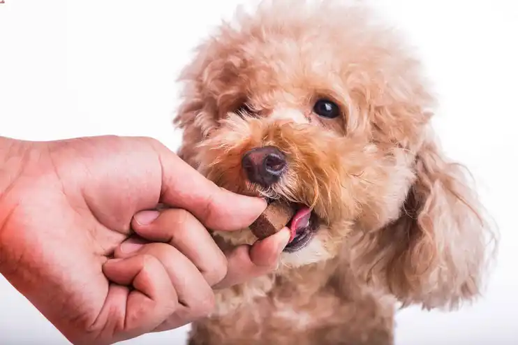 heart worm treatment