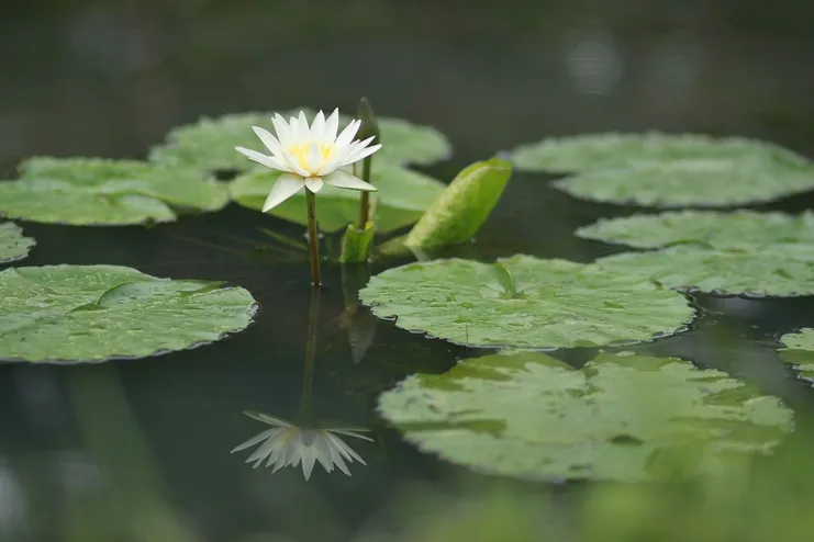 Lilly Pads