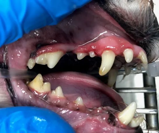 teeth without tartar