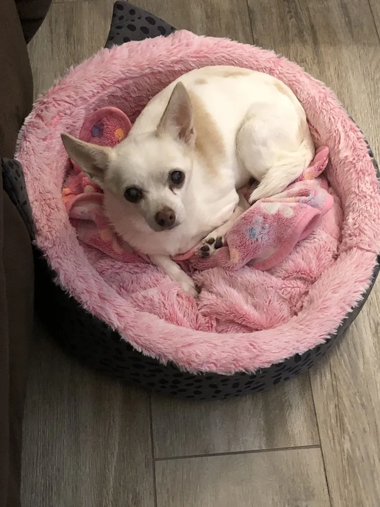 white chihuahua