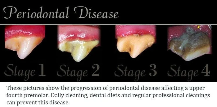 Dental1.jpg
