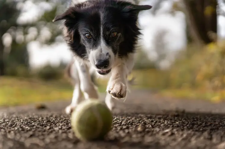 dog playing ball