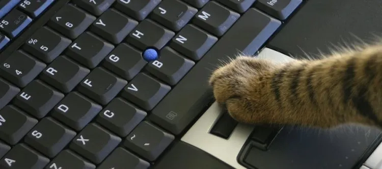 cat clicking on laptop