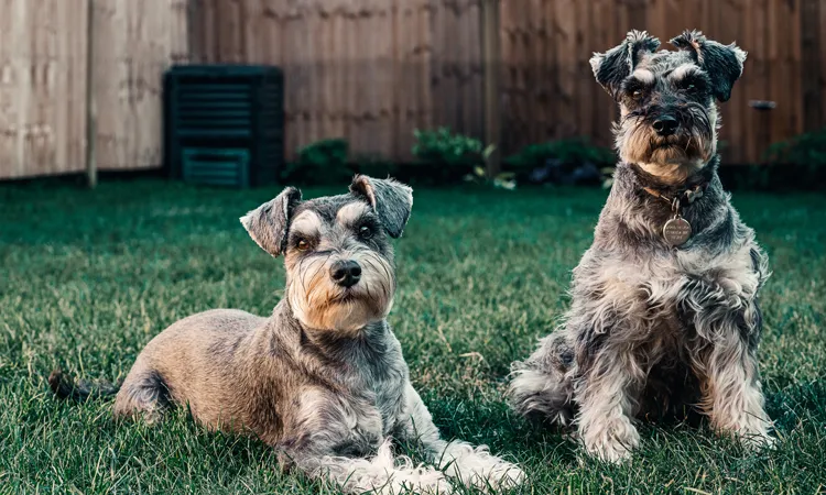 Two Dogs Sitting in Grass