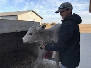 Calf going home from the hospital