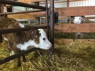 Twin Hereford calves