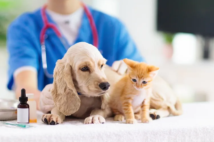 dogcatvaccines
