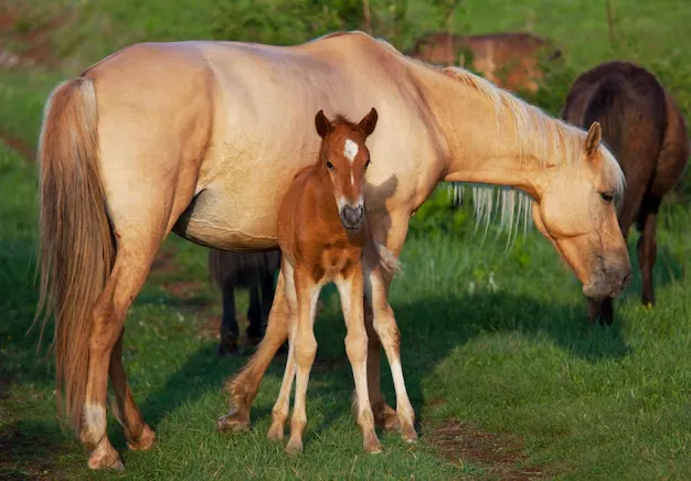 Mare and baby horse together