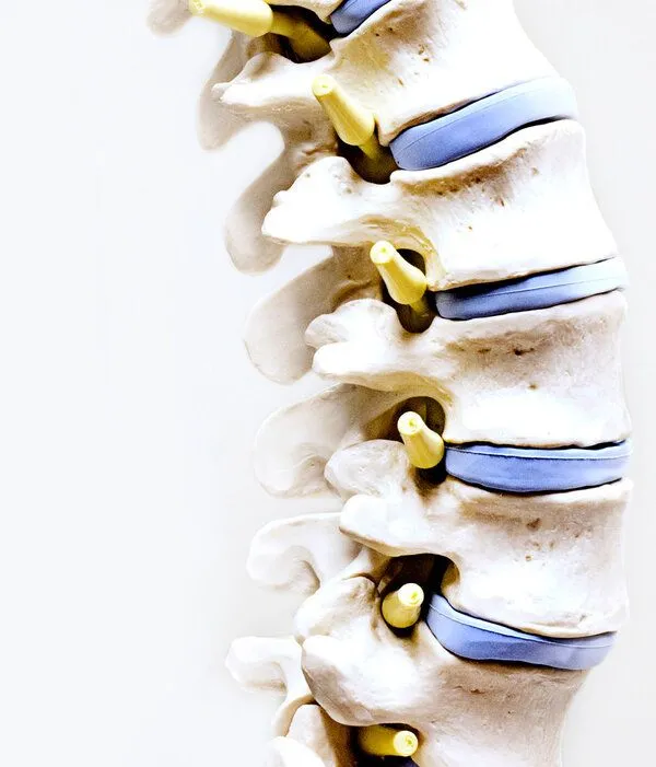 spine