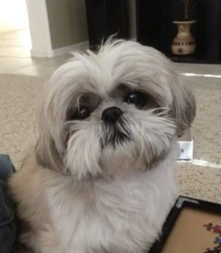 lhasa apso